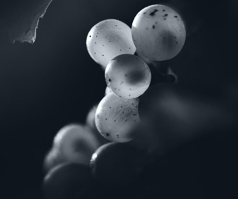 Agence UX UI Photo Champagne
