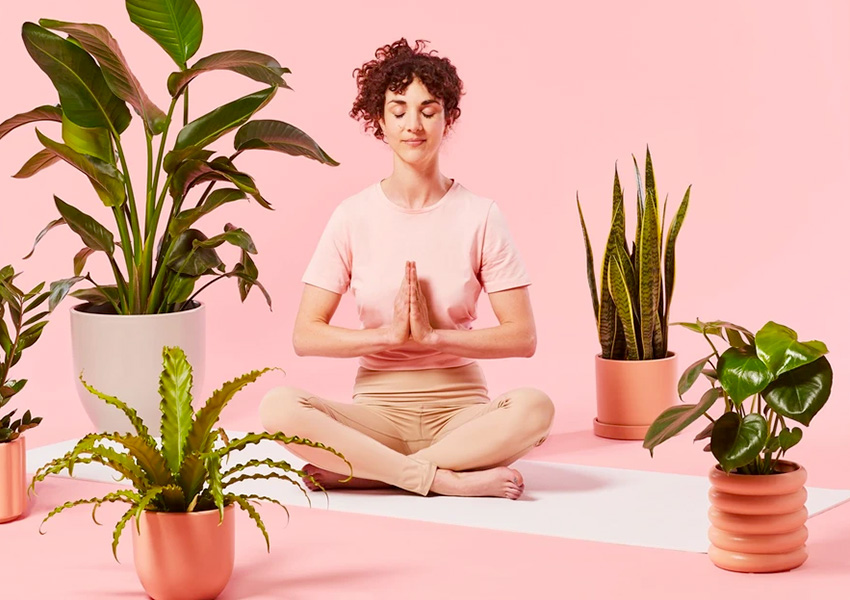 The Sill - Coup de Coeur UX/UI